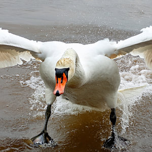 Der Schwan kommt auf mich zu