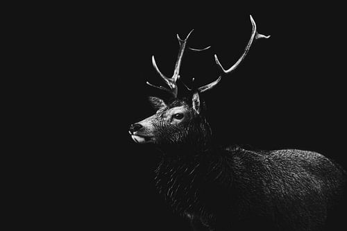 Cerf en noir/blanc
