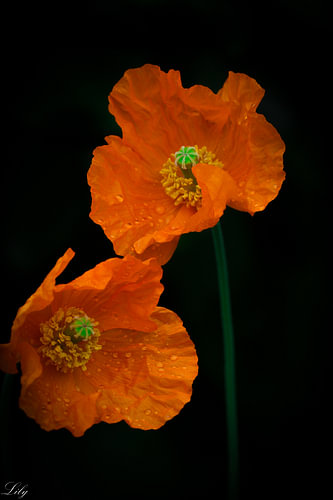 Coquelicots orange sur fond noir