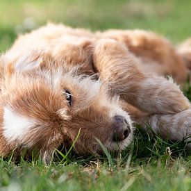 Kleiner haariger brauner Hund von Ulrike Leone