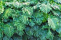 Monstera Deliciosa, grüne Wand