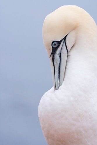 Fou de Bassan fabricant de toilettes. 