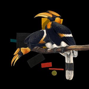 Buceros Bicornis