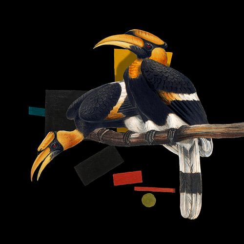 Buceros Bicornis van Marja van den Hurk