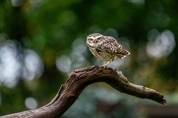 Het Amerikaanse holenuiltje - Athene cunicularia (voorheen bekend als Speotyto cunicularia)