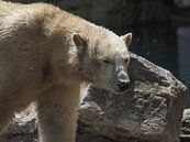 Polar bear : Blijdorp Zoo by Loek Lobel thumbnail