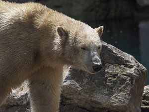 Ours polaire : Zoo de Blijdorp