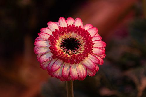 Creative with flowers