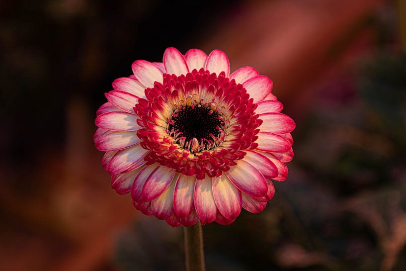 Creative with flowers by Annet van Heijster