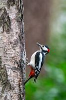 Woodpecker
