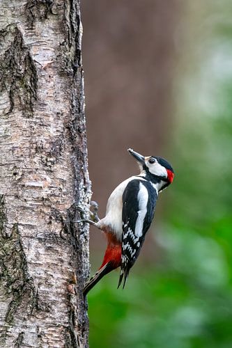 Pivert sur Wilna Thomas