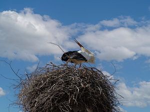 Yogastunde in den Wolken ,der lustige Storch.  Yogales in den wolken, de grappige ooievaar.  Cours de yoga dans les nuages, la drôle cigogne