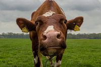 Curious cow.