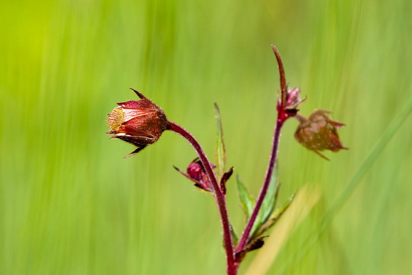 Rêve de fleurs 2 par t.ART