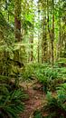 Path through a forest with ferns and trees by Christa Krus thumbnail