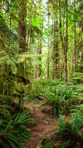 Path through a forest with ferns and trees by Christa Krus