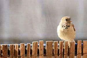 Gewone huismus vogel