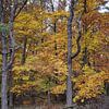 Naturbelassener Herbstwald in der Rhön von Martin Flechsig