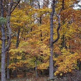 Natuurlijk herfstbos in de Rhön van Martin Flechsig
