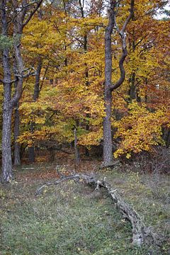 Forêt d'automne naturelle dans la Rhön