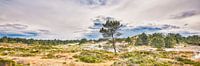 landschap van de Schoorlse duinen van eric van der eijk thumbnail