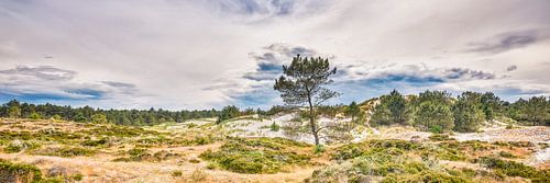 paysage des dunes de Schoorl
