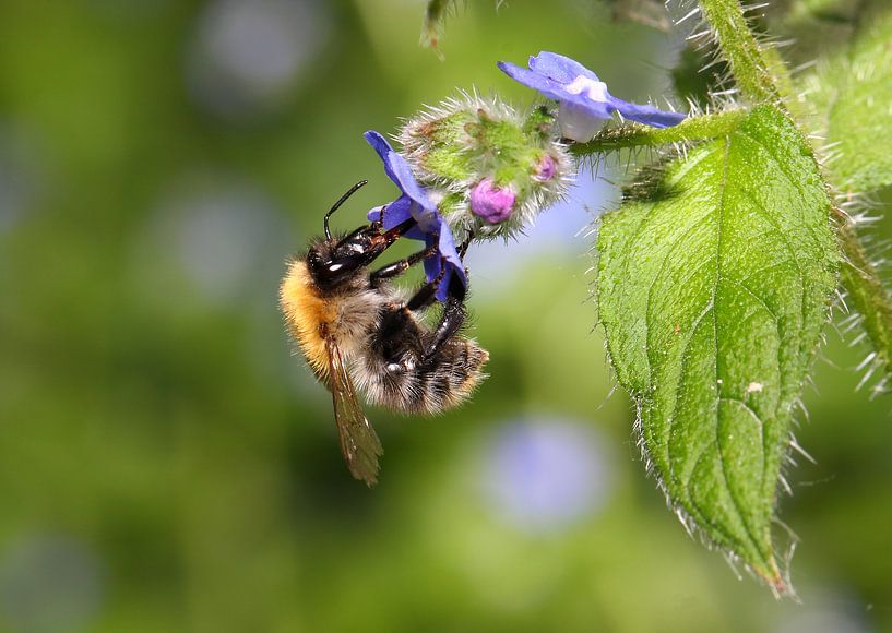 Drinkende Hommel von Joost Hinderdael