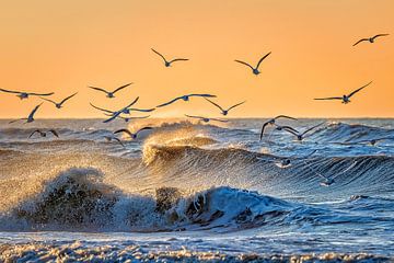 Coucher de soleil apaisant à Scheveningen avec des mouettes. sur Bea Budai