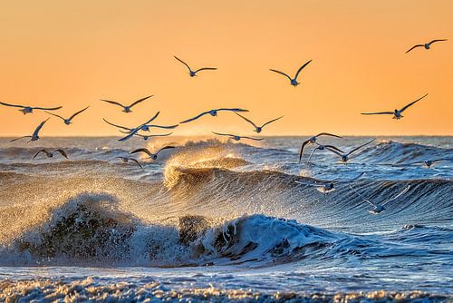 Een rustgevende zonsondergang in Scheveningen met meeuwen.