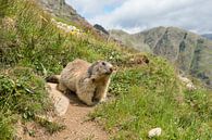 Alpine marmot in the mountains by Elles Rijsdijk thumbnail