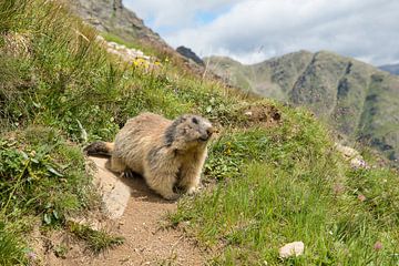 Alpine marmot in the mountains by Elles Rijsdijk