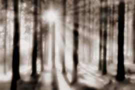 Schattenspiel von Jürgen Wiesler