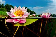 De wereld van de Waterlelies van Filip Staes thumbnail