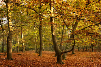 The red/orange autumn forest