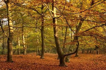 La forêt d'automne rouge/orange sur Arthur van den Berg