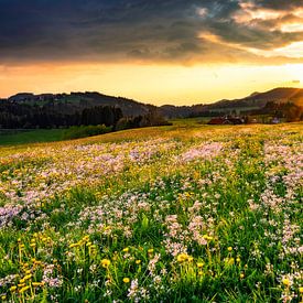 Blumenwiese bei Sonnenuntergang von Andreas Föll