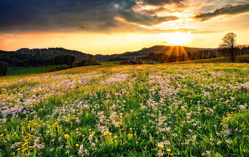 Bloemenweide bij zonsondergang van Andreas Föll
