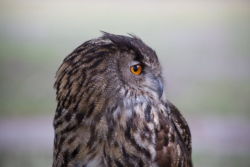 owl face by marijke servaes