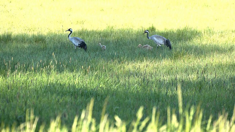Crane family on a meadow by Martin Köbsch