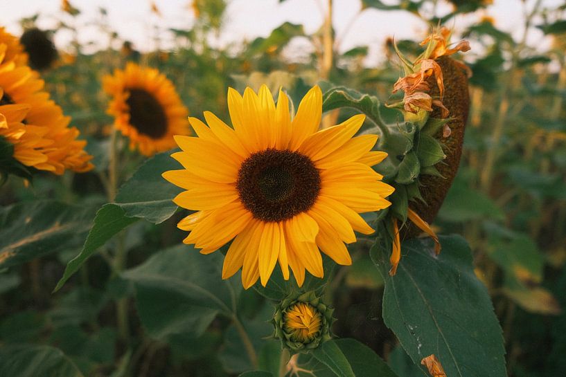 Le tournesol par Pieter Frans Flameling