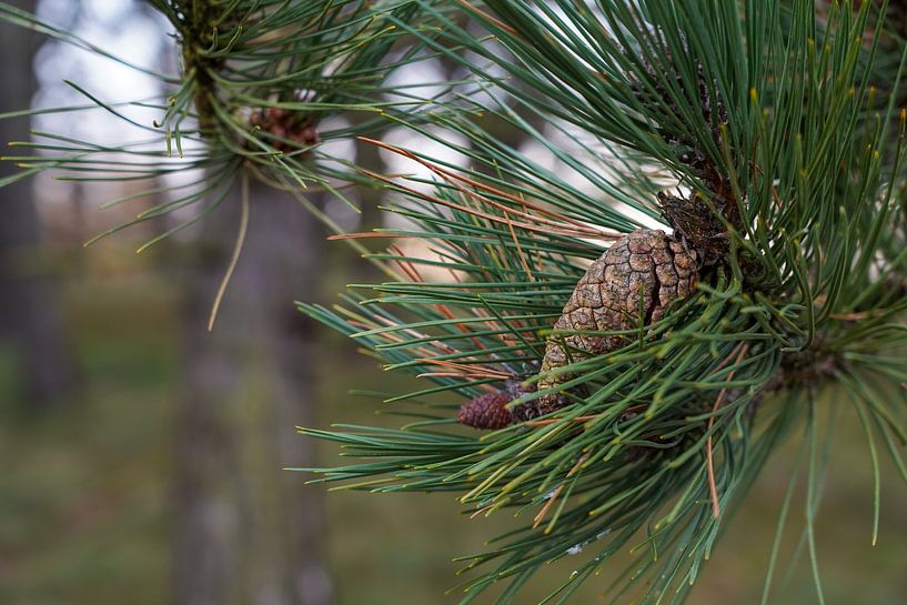 Pine cones by Photoos.By.Tony