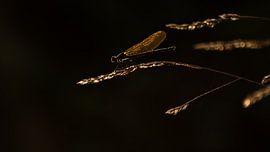 Kleine Pechlibelle von Danny Slijfer Natuurfotografie