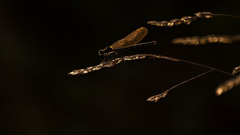 Kleine Pechlibelle von Danny Slijfer Natuurfotografie