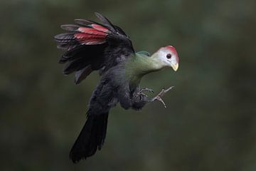 Roodkuiftoerako (Tauraco erythrolophus) van Ronald Pol