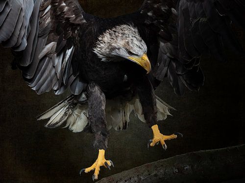 Amerikaanse Zeearend