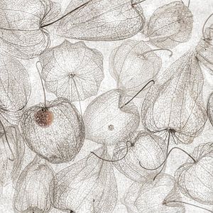 Nature morte