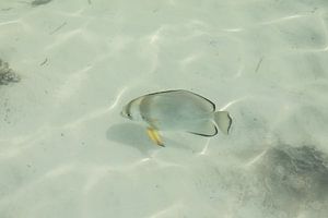 Seychelles - Poisson chauve-souris directement sur la plage