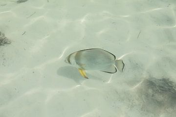 Seychellen - Fledermausfisch direkt am Strand von t.ART