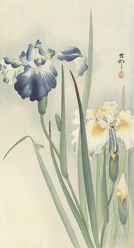 Iris de Ohara Koson