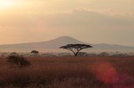 Soleil du Serengeti par Olaf Piers Aperçu